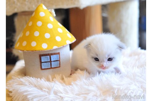販売中の埼玉県のラグドール-117453の7枚目